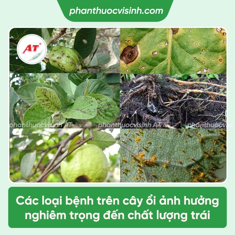 Top 6 loại bệnh trên cây ổi thường gặp và cách điều trị