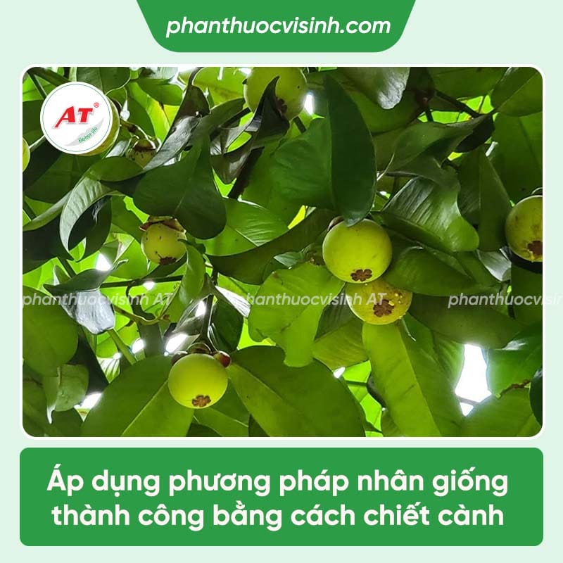 Áp dụng phương pháp chiết cành măng cụt đơn giản, hiệu quả