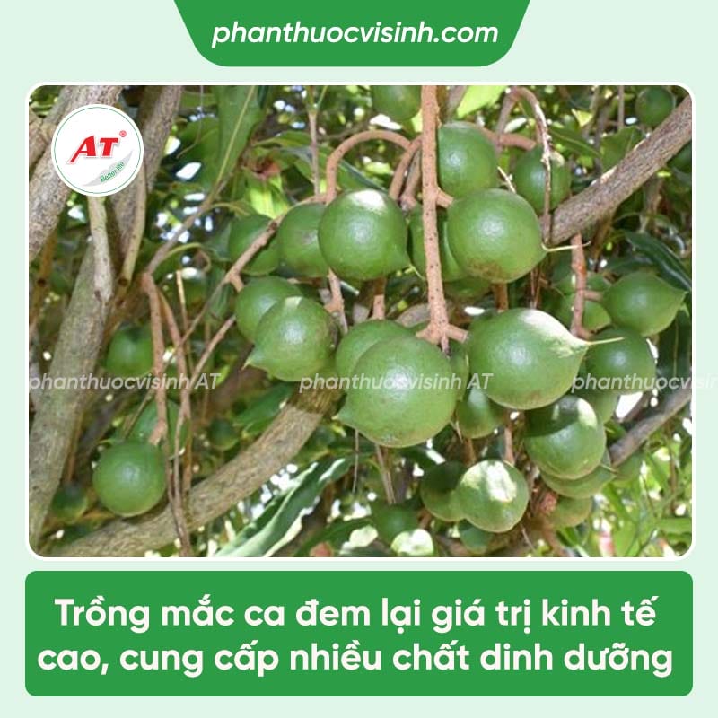 Cách trồng cây mắc ca đạt năng suất cao, mau ra trái, hạt mẩy