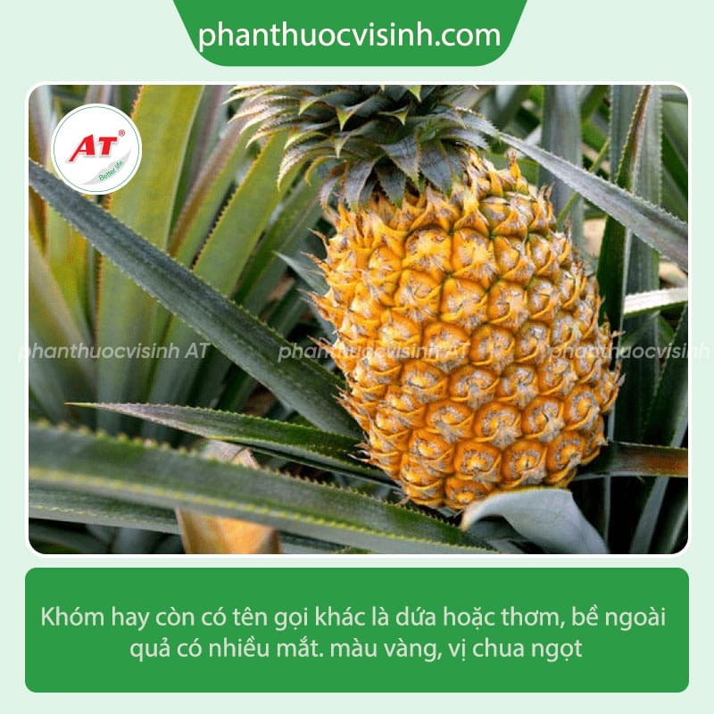 Cách trồng khóm đúng kỹ thuật và phương pháp chăm sóc