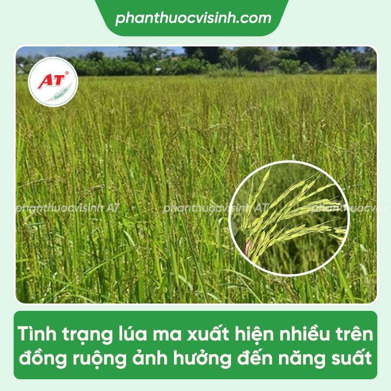 Cách xử lý lúa ma diệt trừ tận gốc, loại bỏ khỏi đồng ruộng