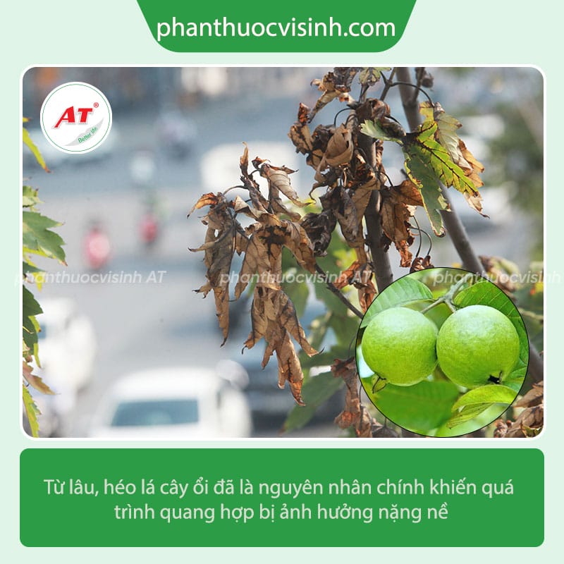 Cây ổi bị héo lá nguyên nhân do đâu? Cách phòng trị hiệu quả