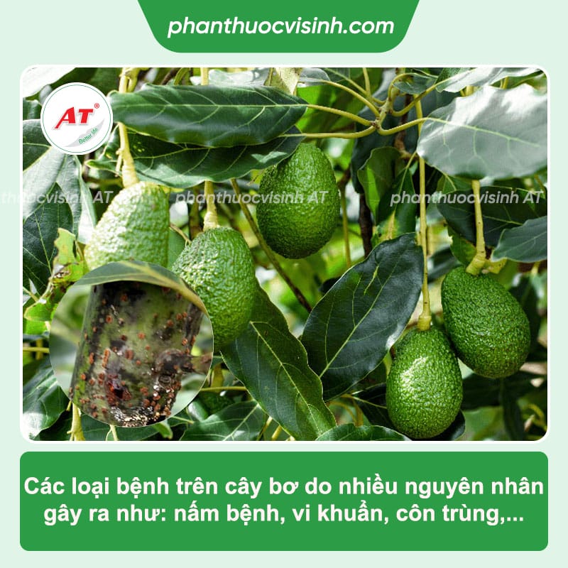 Bệnh trên cây bơ thường gặp và cách phòng trừ tận gốc