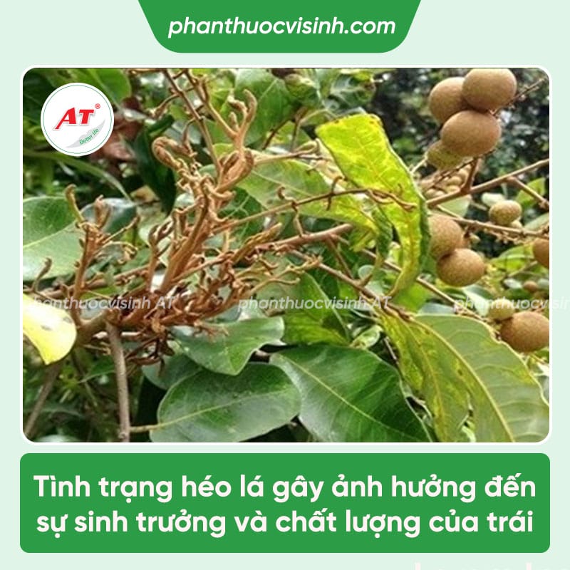 Nguyên nhân cây nhãn bị héo lá và biện pháp phòng trừ