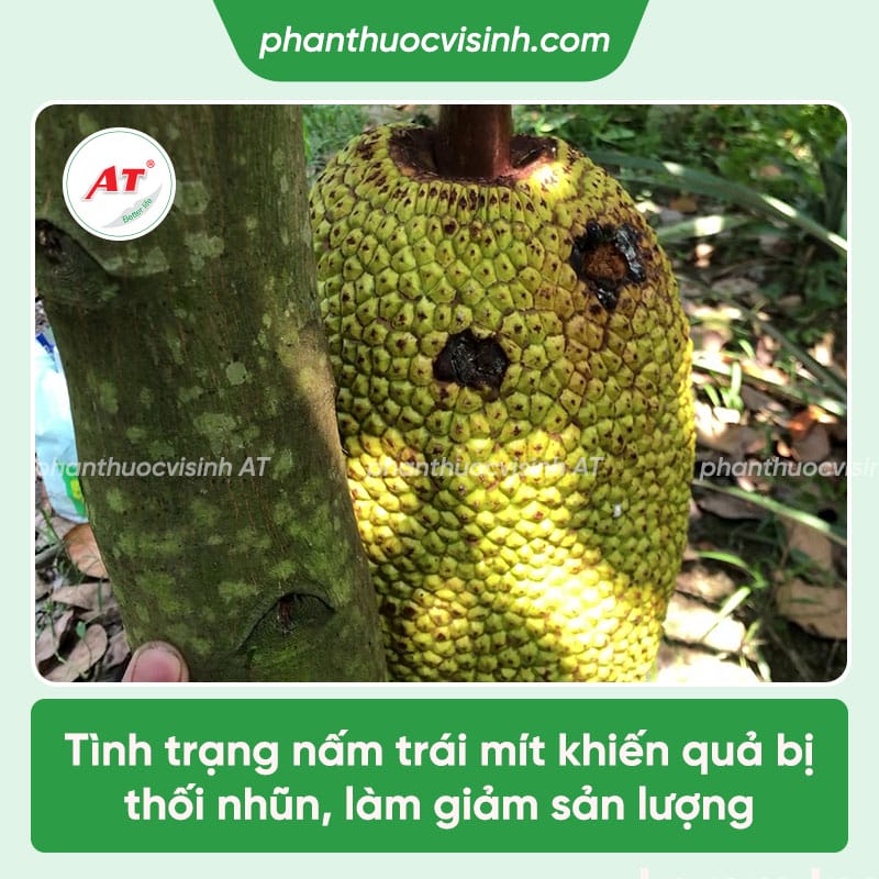 Hậu quả của quả mít bị nấm và cách phòng trừ hiệu quả