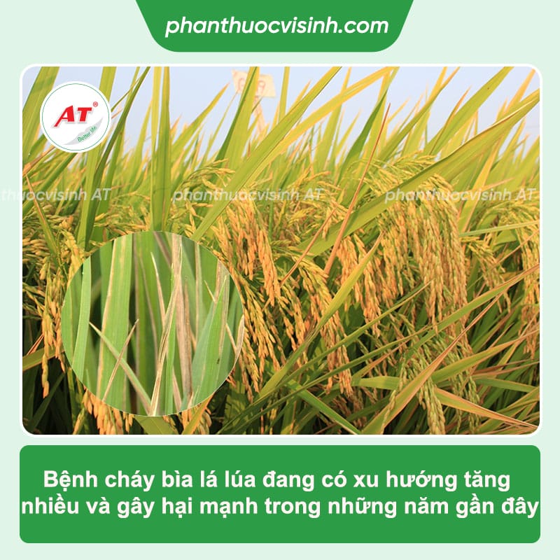 Bệnh cháy bìa lá lúa: Nguyên nhân do đâu và Cách phòng trị 1 Khi ruộng bị bệnh cháy lá lúa thì nên làm gì? Cách phòng trừ