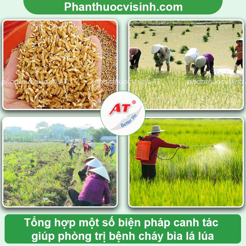 Bệnh cháy bìa lá lúa: Nguyên nhân do đâu và Cách phòng trị 3 Khi ruộng bị bệnh cháy lá lúa thì nên làm gì? Cách phòng tr
