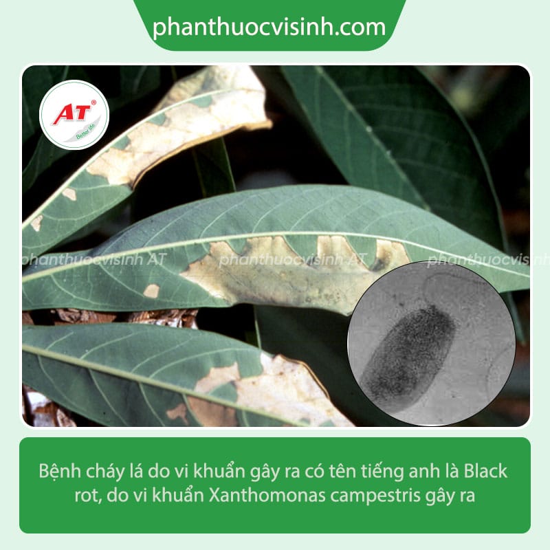 Bệnh cháy lá vi khuẩn nguyên nhân do đâu và cách phòng trị
