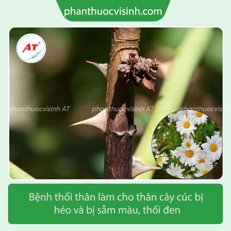 Bệnh thối thân hoa cúc: Nguyên nhân và cách phòng trị