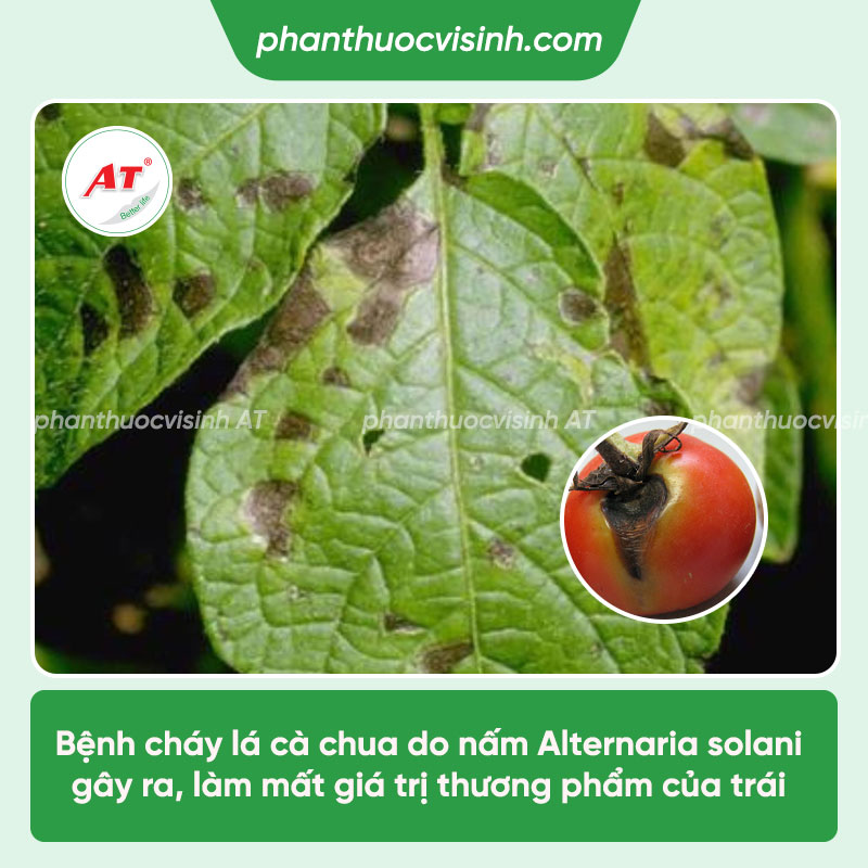 Bệnh cháy lá cà chua do đâu và Cách điều trị hiệu quả