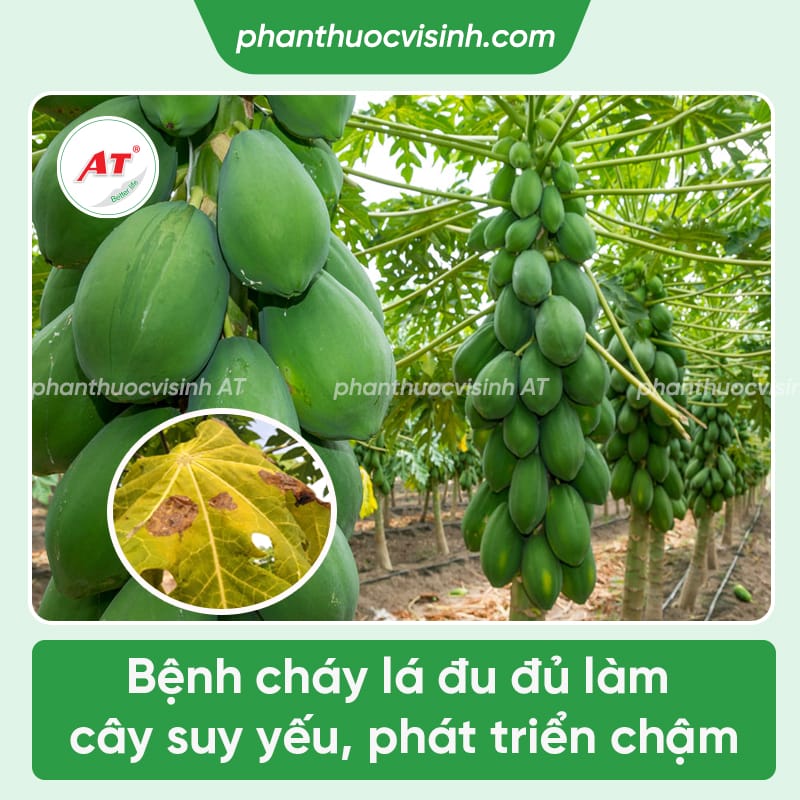 Cách phòng trị bệnh cháy lá trên cây đu đủ & Nguyên nhân