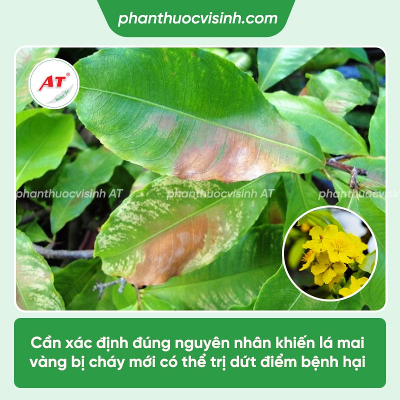 Bệnh cháy lá trên cây mai vàng: Nguyên nhân & Cách khắc phục