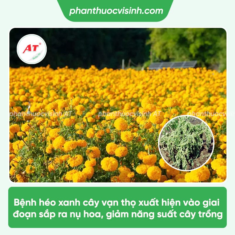 Nhận biết & phòng trừ bệnh héo xanh trên cây vạn thọ