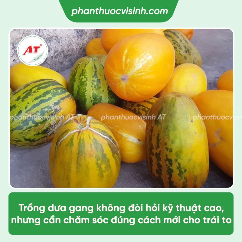 Cách trồng dưa gang (dưa bở) dễ chăm, trái to, sai quả