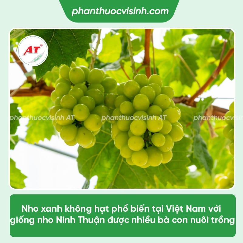 Cách trồng nho xanh đơn giản tại nhà, cây ra trái đúng mùa vụ