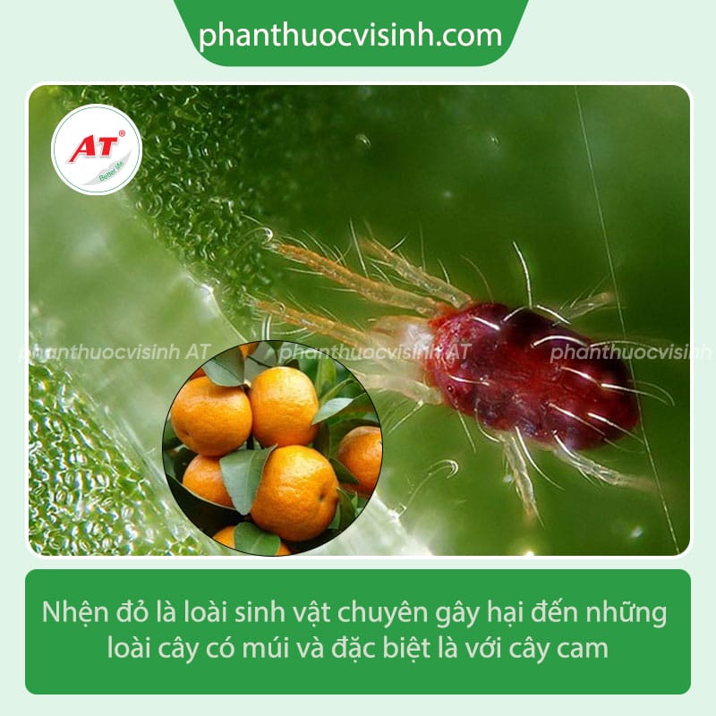 Phòng trừ nhện đỏ hại cam hiệu quả với Mebe Pa