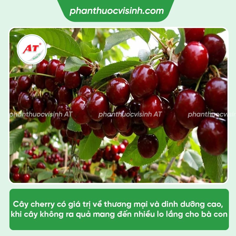 Cách xử lý cây cherry ra hoa nhưng không đậu quả và nguyên nhân