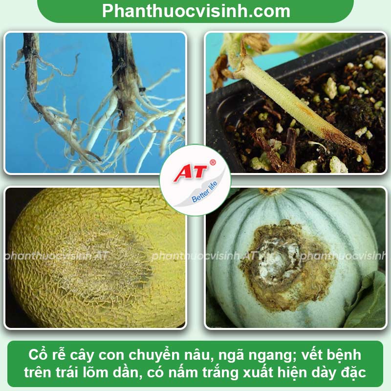 Nhận biết bệnh lở cổ rễ dưa lưới & Phòng trừ hiệu quả