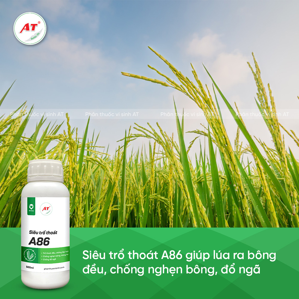 SIêu trổ thoát A86 kích ra bông dều