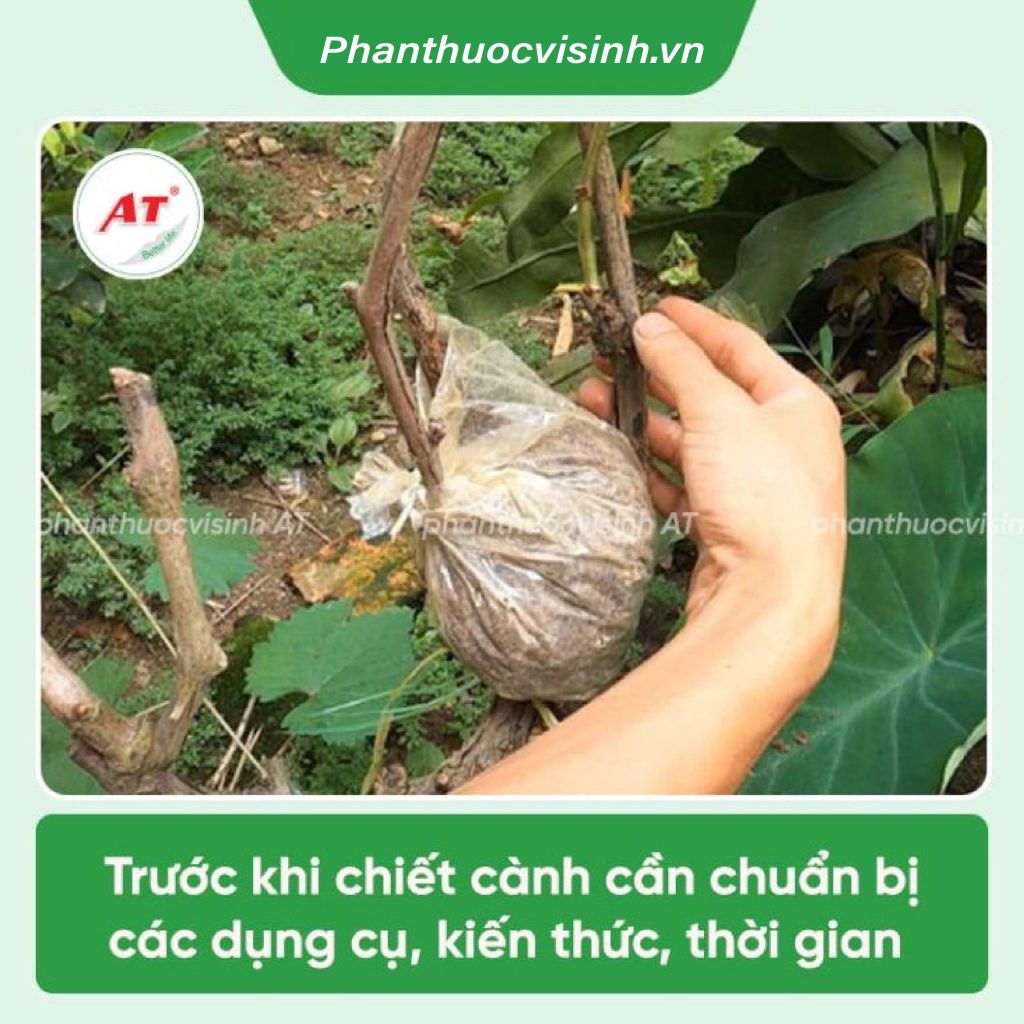 chiết cành nho