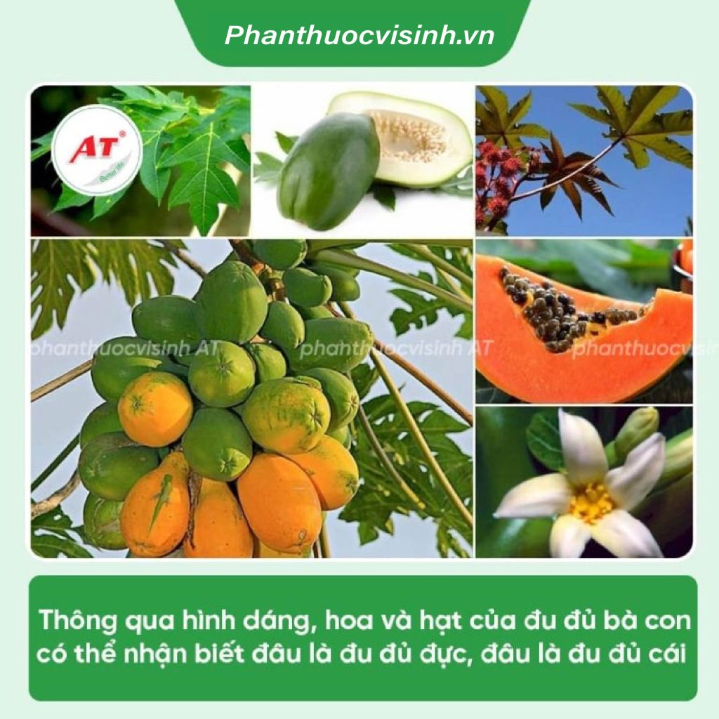 Cách nhận biết đu đủ đực và cái, chăm sóc trá ra quanh năm 2 Untitled 1 05 1 1