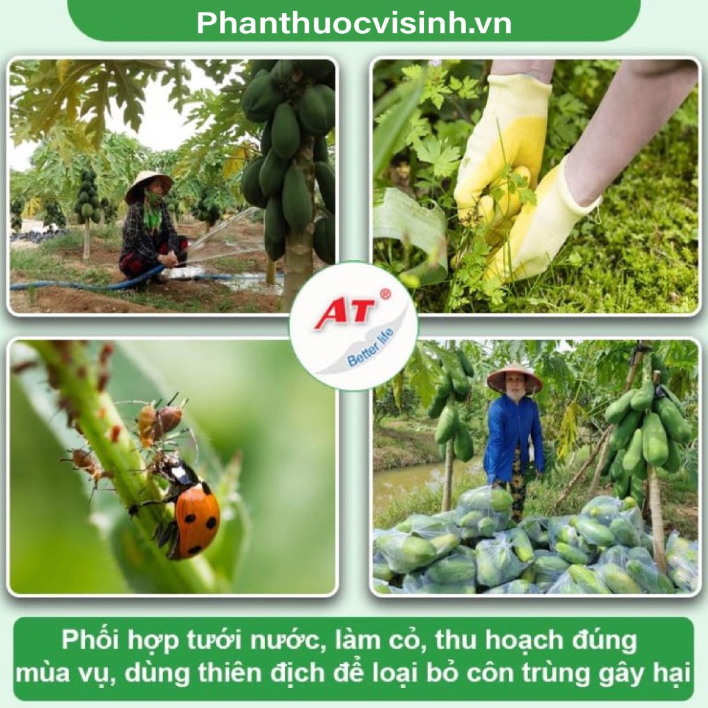 Cách nhận biết đu đủ đực và cái, chăm sóc trá ra quanh năm 3 Untitled 1 07 1 2