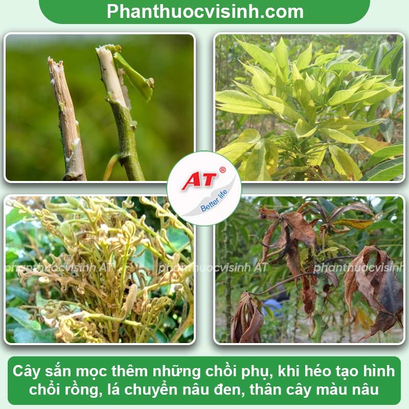 Bệnh chổi rồng trên cây sắn: Nguyên nhân & Cách phòng trừ