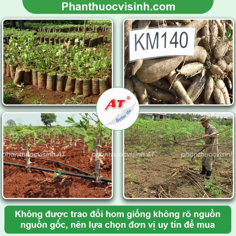 Bệnh chổi rồng trên cây sắn: Nguyên nhân & Cách phòng trừ