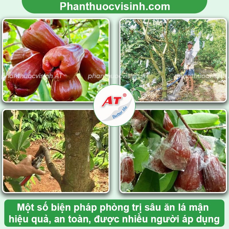 Cách phòng trị sâu ăn lá mận hiệu quả và an toàn cho cây 3 Cách phòng trị sâu ăn lá mận tận gốc, đạt hiệu quả cao