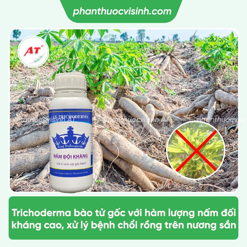 Bệnh chổi rồng trên cây sắn: Nguyên nhân & Cách phòng trừ