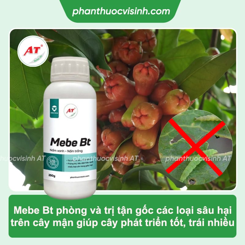 Cách phòng trị sâu ăn lá mận hiệu quả và an toàn cho cây 4 Cách phòng trị sâu ăn lá mận tận gốc, đạt hiệu quả cao
