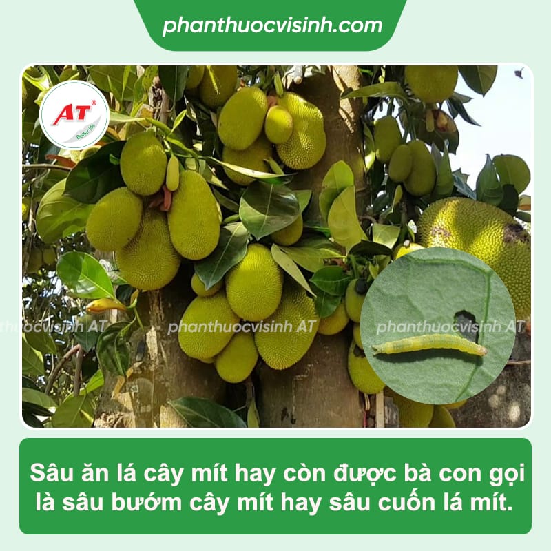 Cách phòng trị sâu ăn lá mít đơn giản, đạt hiệu quả cao