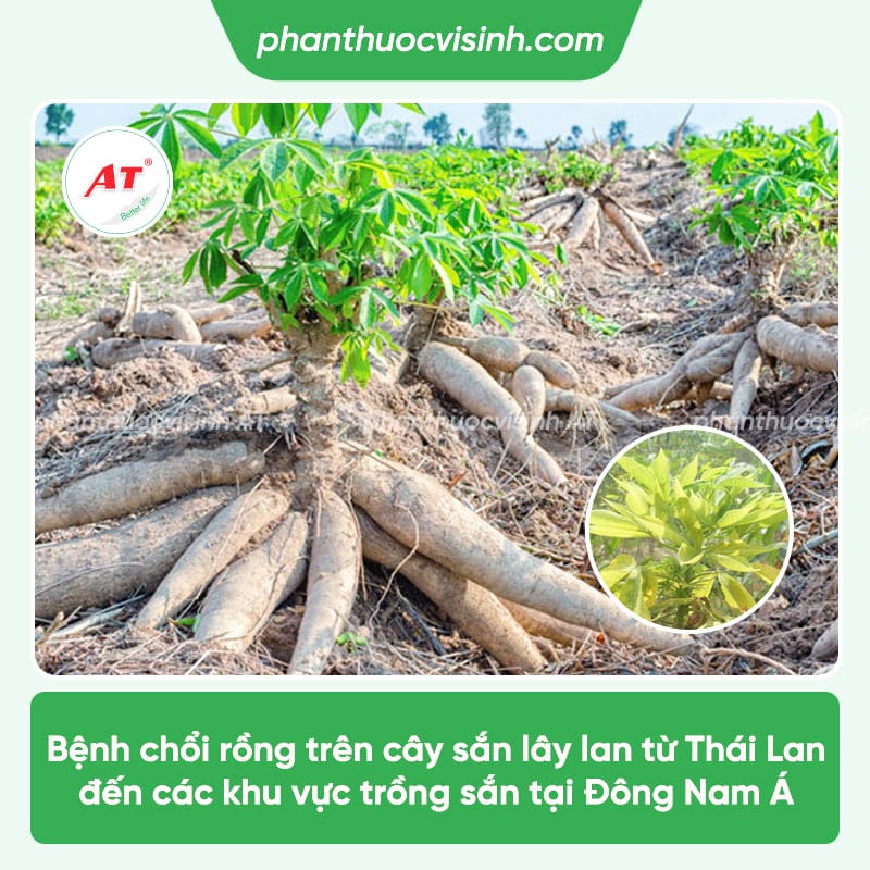 Bệnh chổi rồng trên cây sắn: Nguyên nhân & Cách phòng trừ