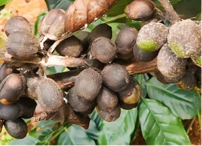 Bệnh Nấm Hồng Cà Phê - Khu Vực Tây Nguyên: Biện Pháp Phòng Trừ Hiệu Quả- Nâng Cao Năng Suất 2 Bệnh nấm hồng cà phê ở giai đoạn nguy hiểm