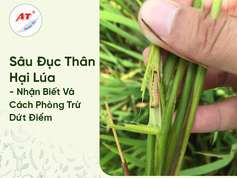Sâu Đục Thân Hại Lúa – Nhận Biết Và Cách Phòng Trừ Dứt Điểm
