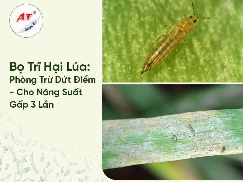 Bọ Trĩ Hại Lúa