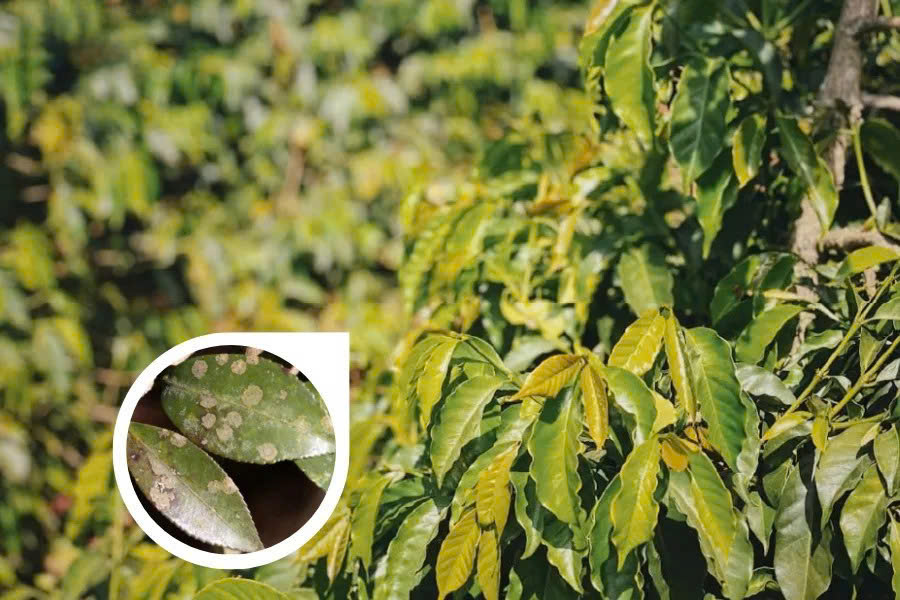 Hậu quả bệnh tảo đỏ cây cà phê gâ nên