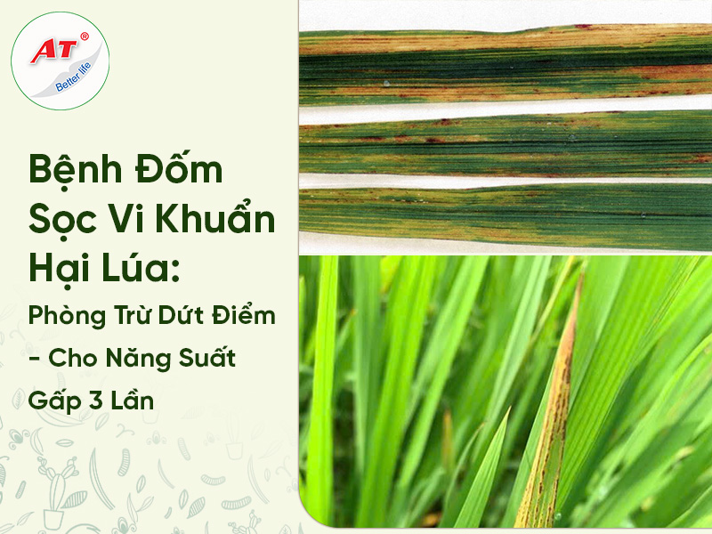 Đốm Sọc Vi Khuẩn Hại Lúa 1