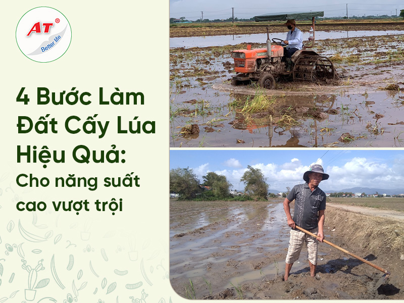 Làm Đất Cấy Lúa