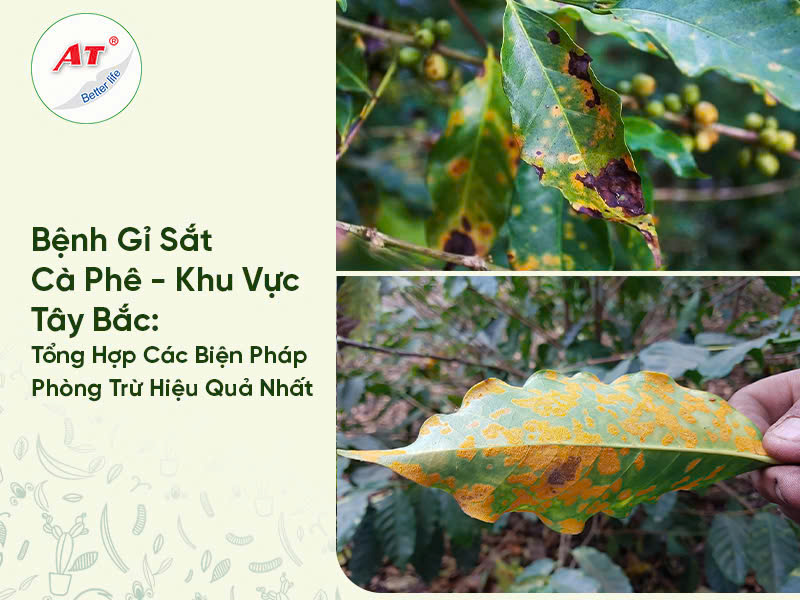 Bệnh Gỉ Sắt Cà Phê