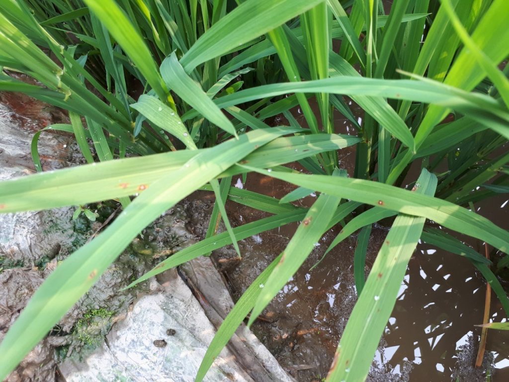 Bệnh đạo ôn lá mạ