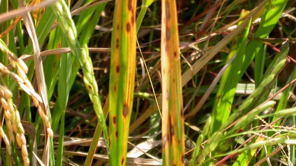 Bệnh Khô Vằn Hại Lúa