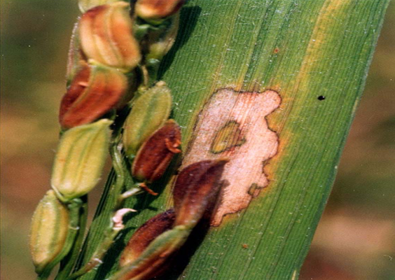 Khô Vằn Hại Lúa