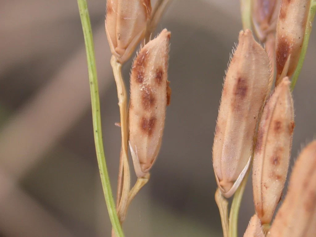 Bệnh Lem Lép Hạt Lúa