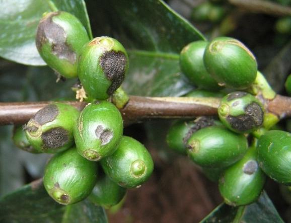 Bệnh Nấm Hồng Cà Phê - Khu Vực Tây Nguyên: Biện Pháp Phòng Trừ Hiệu Quả- Nâng Cao Năng Suất 3 Bệnh nấm hồng cà phê