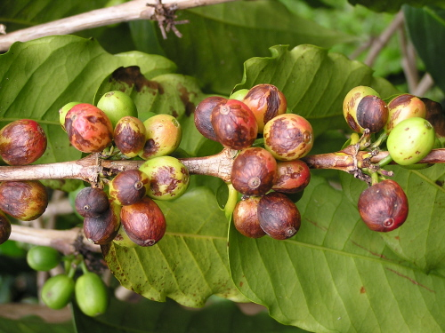 Bệnh nấm hồng cà phê