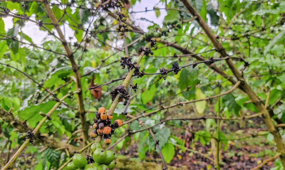 Vườn bị bệnh hại cây cà phê