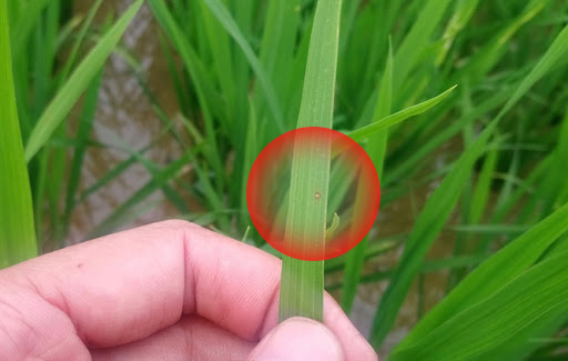 Bệnh đạo ôn lá mạ