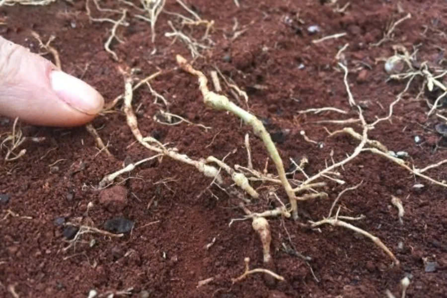 Triệu chứng lở cổ rễ cà phê