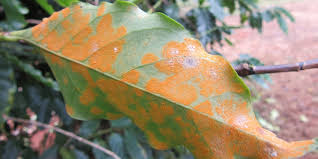 Bệnh Gỉ Sắt Cà Phê - Khu Vực Tây Nguyên: Tổng Hợp 4 Biện Pháp Phòng Trừ Hiệu Quả Nhất Hiện Nay 2 Bệnh gỉ sắt cà phê